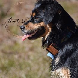 Miniature Australian Shepherds and Toy Australian Shepherds from Down South Aussies