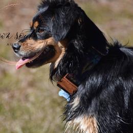 Miniature Australian Shepherds and Toy Australian Shepherds from Down South Aussies