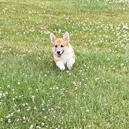 Pembroke Welsh Corgi Puppies from Rollnoaks & Cottontail AKC Pembroke Welsh Corgis