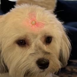 Nala - Havanese