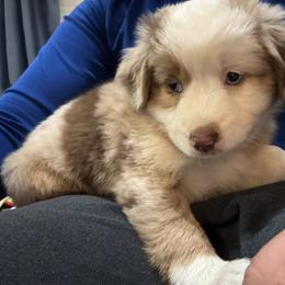 Girl 1 - Red merle female Miniature Australian Shepherd puppy in Pueblo, Colorado from Bear River Ranch LLC