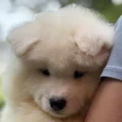 Samoyed puppies from Imperial Samoyeds
