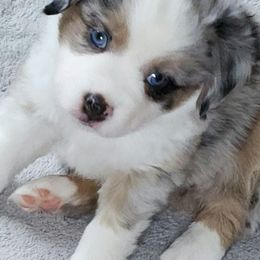 Miniature Australian Shepherd and Toy Australian Shepherd Puppies from Miller Hill Aussies