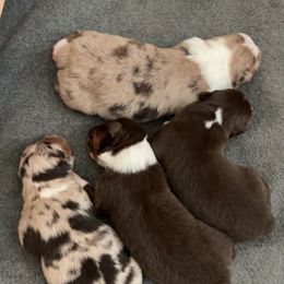Australian Shepherd Puppies from AW Standard Aussies