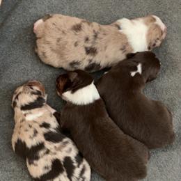 Australian Shepherd Puppies from AW Standard Aussies