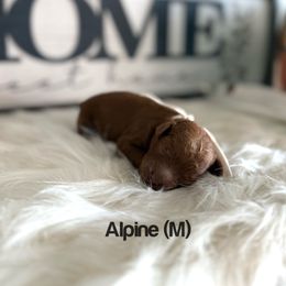 Alpine - Red  male Poodle puppy in Queen Creek, Arizona from Poised Poodles