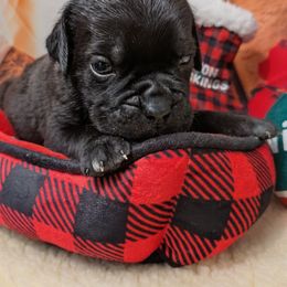 Green collar - Black brindle male Cane Corso puppy in Franktown, Colorado from Earth and Ship Cane Corso