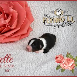 Yvette - Black tri female Miniature Australian Shepherd puppy in Madisonville, Texas from Flying LL Aussies