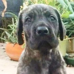 Great Dane Puppies from DaneDreams