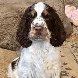 Beau - Liver white and tan male English Springer Spaniel puppy in Newport News, Virginia from Sara's English Springer Spaniels