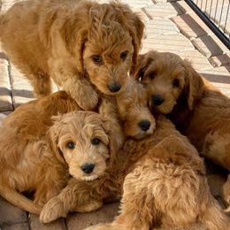 Goldendoodles from Arizona Doodle Pup Co
