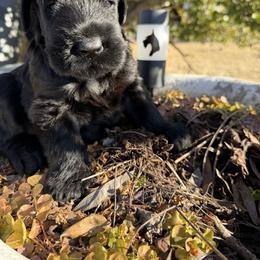 Girl 1 - Black female Giant Schnauzer puppy in Bois D’arc, Missouri from Down Low Kennels