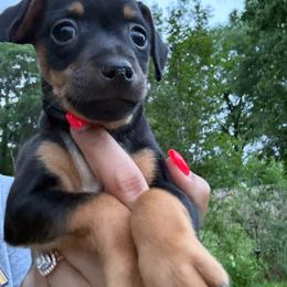 Felonious Guy - Black tan and white male Rat Terrier puppy in Magnolia, Texas from Hillyard Ranch