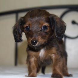 Tulia (health tested parents) - Sable female Dachshund puppy in Midland, Texas from The Barefield Doxies
