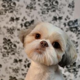 Alani - Shih Tzu
