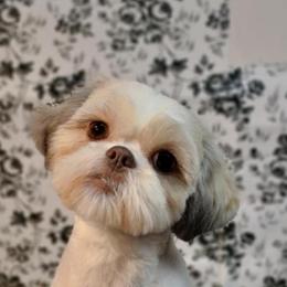Alani - Shih Tzu