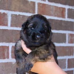 Cream Collar - Black and red female German Shepherd puppy in Mount Vernon, Missouri from German Haus German Shepherds LLC