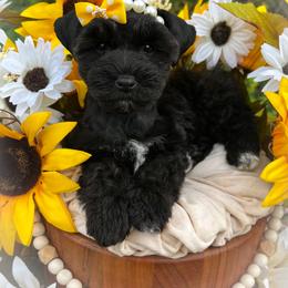 Miniature Schnauzer and Poodle Puppies from Crystal Rose Canines