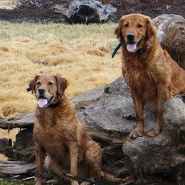 Golden Retrievers from StoneFly Retrievers
