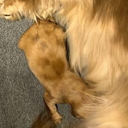 Dreamboat - Dapple male Dachshund puppy in Irving, Texas from DFW Dachshunds by G & S