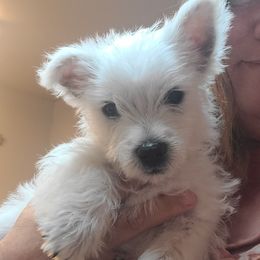 Blue boy - White male West Highland White Terrier puppy in Cedaredge, Colorado from Bloom Puppies