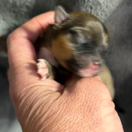 Boo - Red sable male Pomeranian puppy in Franklin, North Carolina from A&J Cutie Pawtooties