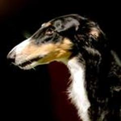 Elli Mae - Borzoi