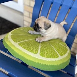 Pug Puppies from Briggs Family Pugs