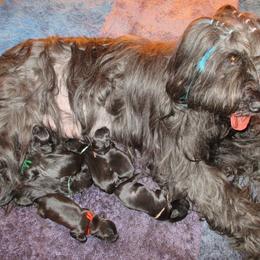 Briard Puppies from Sendero Briards