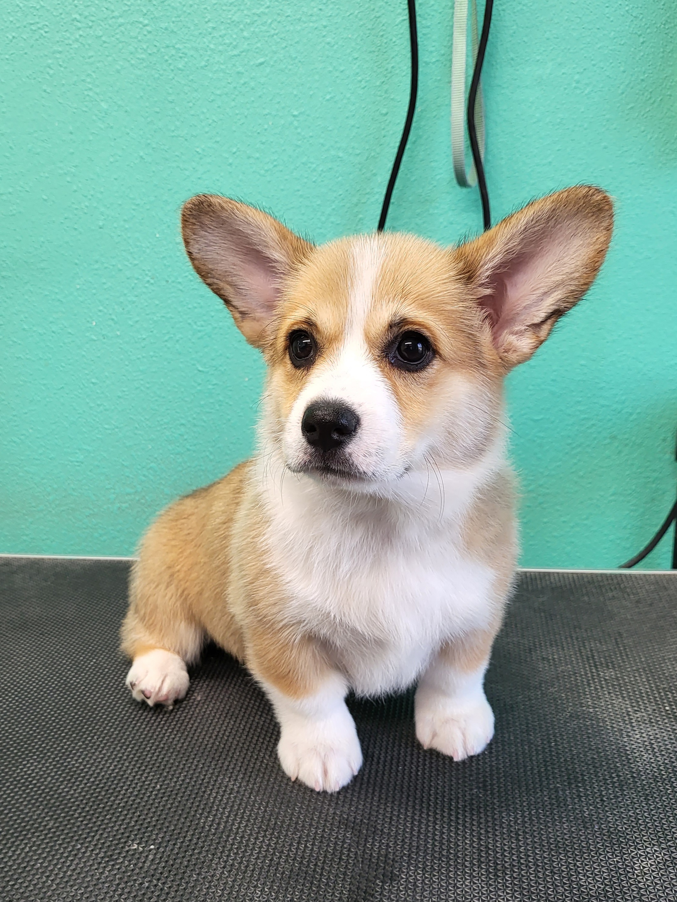 Dachshund and Pembroke Welsh Corgi Puppies from TS Dachshunds and Corgis
