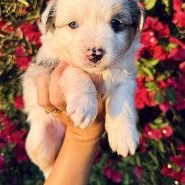 Perla - Blue merle female Miniature Australian Shepherd puppy in Valley Center, California from DLT MiniAussie