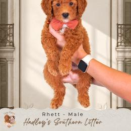 Rhett - Red  male Goldendoodle puppy in Norcross, Georgia from Teddy Puppies