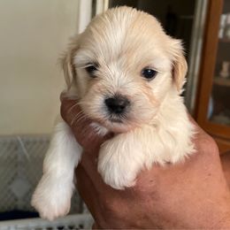 Boy 1 blue - White male Lhasa Apso puppy in Fort Worth, Texas from Sheri's Lhasa Apso Puppies
