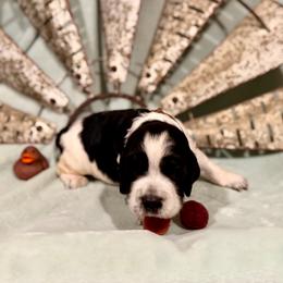 Brown boy - White and black male English Springer Spaniel puppy in Cleburne, Texas from Powers English Springer Spaniels