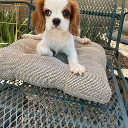 Ben - Blenheim male Cavalier King Charles Spaniel puppy in Phoenix, Arizona from Royal Desert Cavaliers