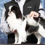 Bruno - Japanese Chin