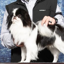 Bruno - Japanese Chin
