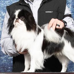Bruno - Japanese Chin