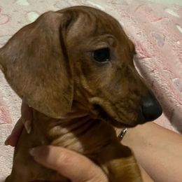 Dachshunds from Summit Farm