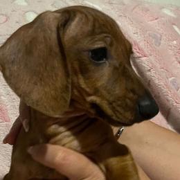 Dachshunds from Summit Farm