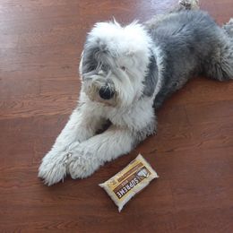 Old English Sheepdog All Grown Up from Lorie Douglas
