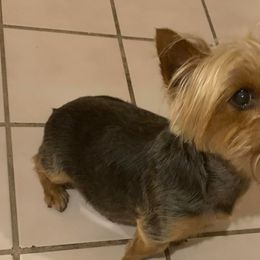Yorkshire Terriers from Amber's Yorkies