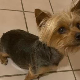 Yorkshire Terriers from Amber's Yorkies