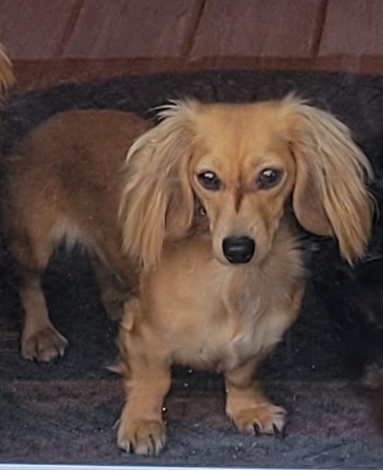 Ruby - Dachshund