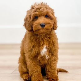 Tilly - Goldendoodle