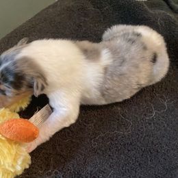Ben - Collie puppy from Three Collie Farm