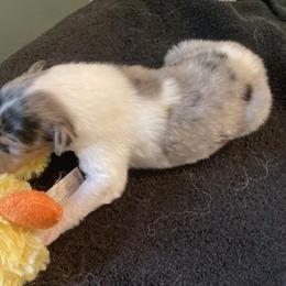 Ben - Collie puppy from Three Collie Farm