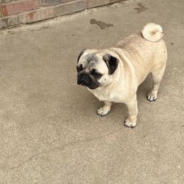 Zima - Fawn female Pug puppy in Durant, Oklahoma from Cagle's Crowning Pug's
