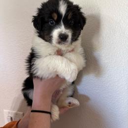 Quantum - Black tri-color male Australian Shepherd puppy in Weeki Wachee, Florida from Ace of Spades Australian Shepherds
