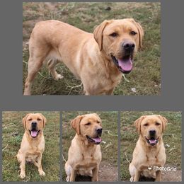 Bridget - Labrador Retriever